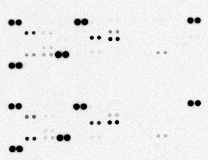 Antibody Array